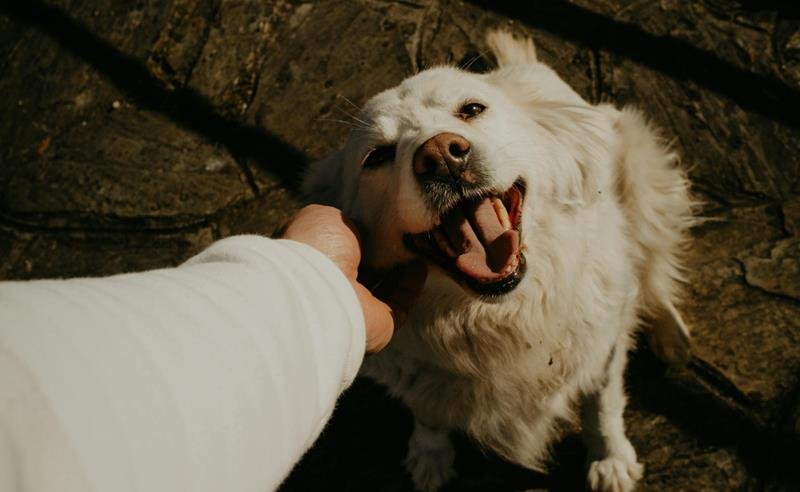 Professora da UMC alerta: envelhecimento de pets requer acompanhamento e cuidado preventivo Professora da UMC alerta: envelhecimento de pets requer acompanhamento e cuidado preventivo